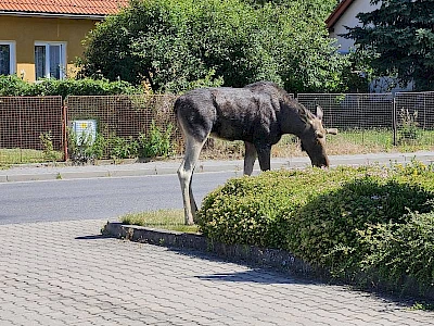 Mechy ve Zlíně