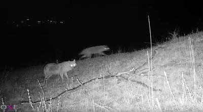 Ausschnitt aus <a href='https://www.youtube.com/watch?v=LHLVtQa4Wpc' target='_blank'>Video mit Schakalen im NPR Tabulová</a>